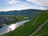 Blick von der Marienburg auf die Mosel bei Pünderich